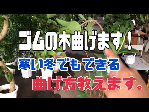 ゴムの木曲げます！ 寒い冬でも曲げるのはOK - YouTube