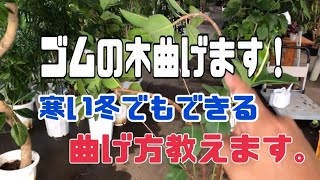 観葉植物 ゴムの木 曲げ加工150cm ゴムの木の曲げ方｜うまく曲げるポイントやその後の管理方法、必要な物