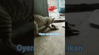 kucing oyen sarapan ikan # kepala ikan tongkol # ikan cue # kucing lucu# kucing liar # kawannya omen