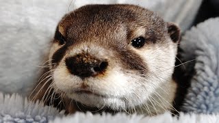 Hey Aty, why are you sleeping in such a posture? [Otter life Day 239]【カワウソアティとにゃん先輩】