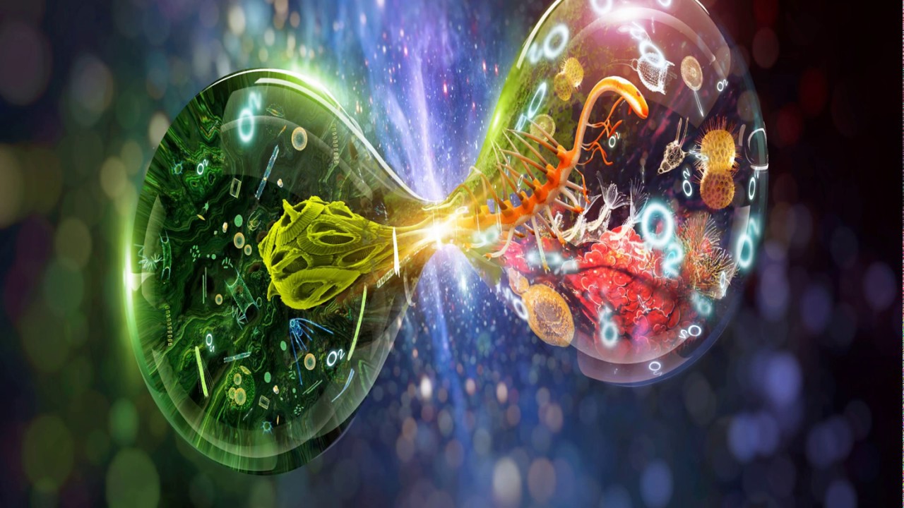 Intrebari Biologie 91 - YouTube