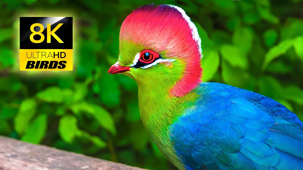 ⁣The Most Beautiful Birds Collection 8K ULTRA HD / 8K TV