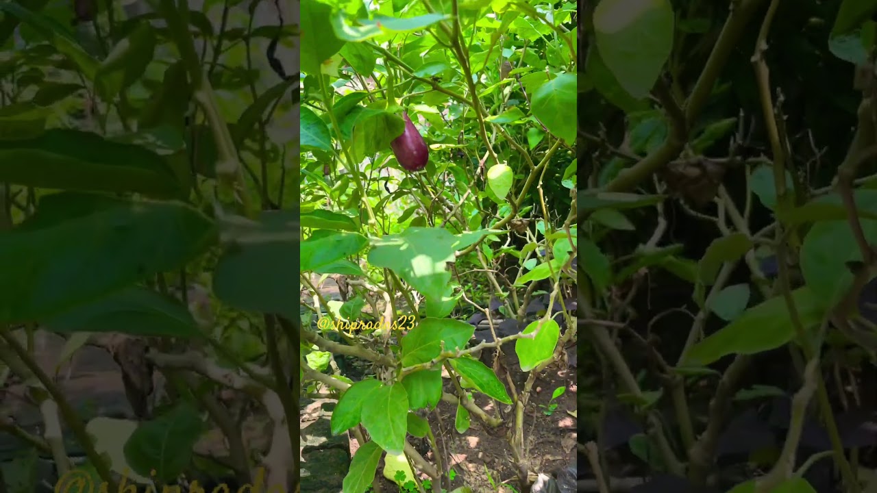 flower #greenlove #gardening #viralvideo #shortvideos #naturelovers #flowers