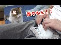 赤ちゃん猫のぬいぐるみを撫でていたら子猫がガチギレしてしまいました (^_^;)