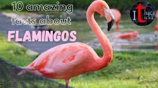 10 Facts about Flamingos | Flamingos | Birds facts | Ithaca ticks screenshot 5