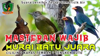 Kompilasi Masteran Murai Batu isian Cililin Kapas Tembak dan Tengkek Buto