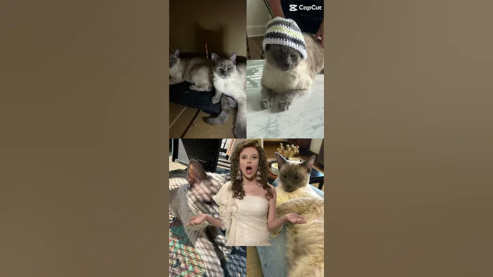 Video 10096341: baby siamese