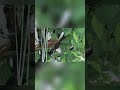 installation of avatar trees fiber optic lighting trees #fiberopticlight