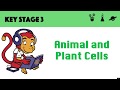 Cell Structure and Functions Quiz