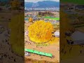 800 Yaşındaki Altın Ağacı Görünce Şaşıracaksınız!