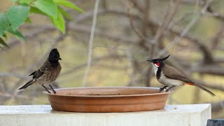 4K - Bulbul Mania At The Bird Bath