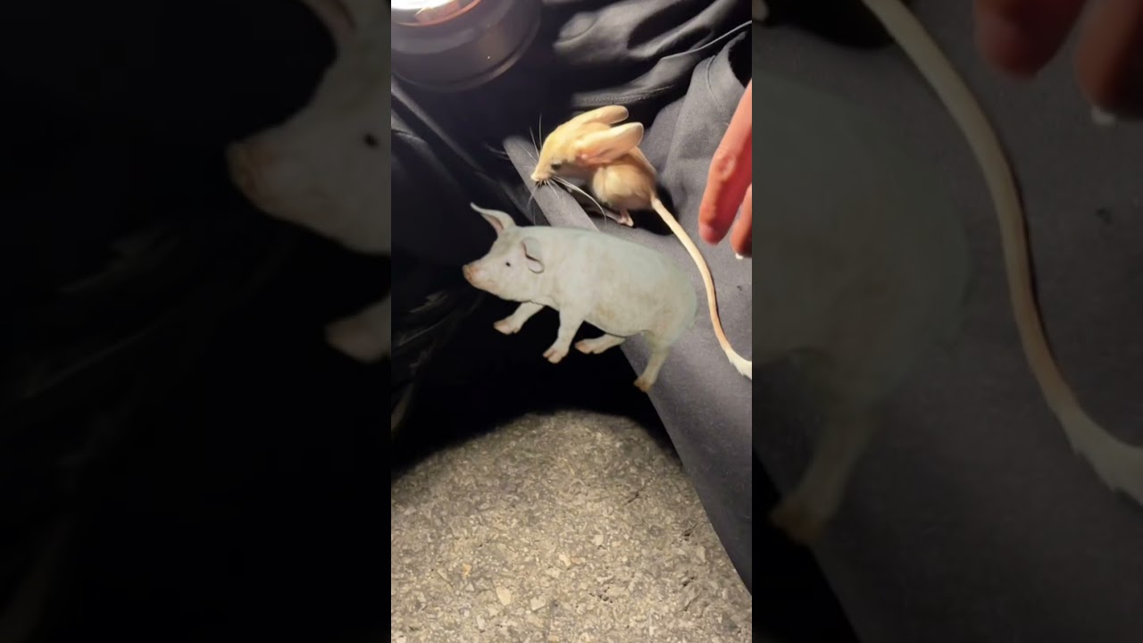 3073: Chinese jerboa Enjoys Watermelon in the Dunhuang Desert