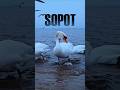 Love Story Travel from Sopot! 🎬🦢🩵 #sopot #gdansk #swan #travel #poland