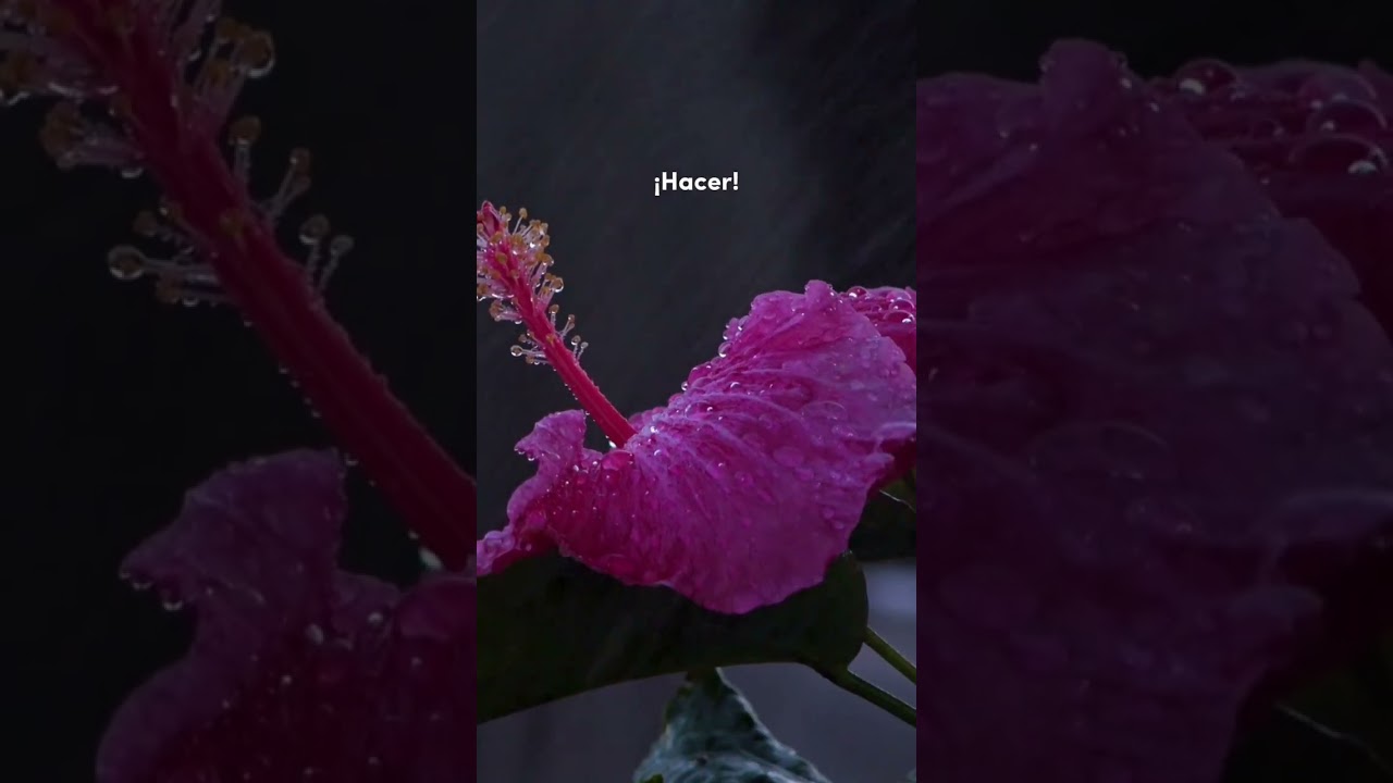 Nuestro Origen (Devocional) 