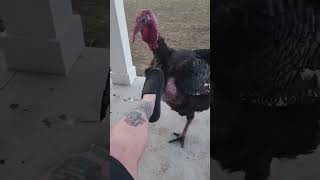 Funny turkey 🦃 #turkey #chicken #funny #bird #birds #animals #pet #birdsoftiktok #animal