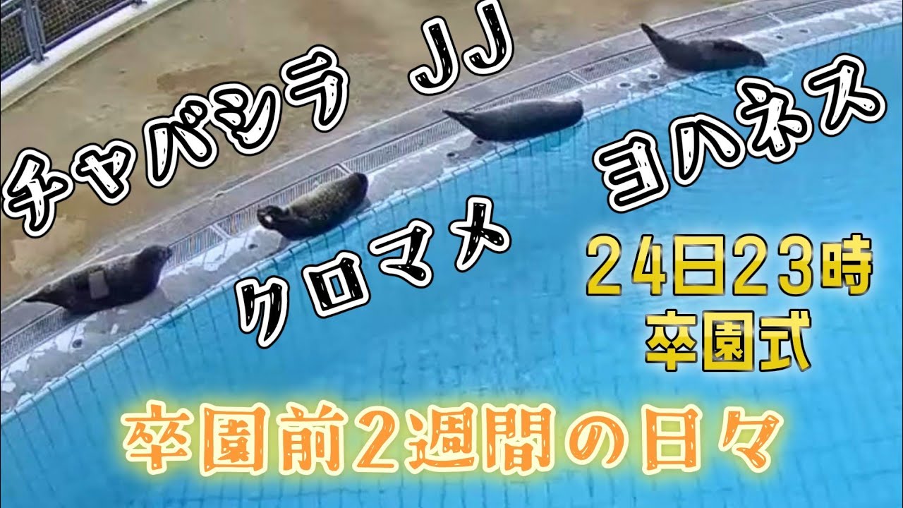 卒園前2週間の日々  チャバシラ・ヨハネス・JJ・クロマメ 【アザラシ幼稚園】22時～配信あり！