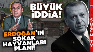 Erdoğan'ın Sokak Hayvanları Planı! Uyutulacaklar! Deniz Zeyrek Yapılacakları Anlattı