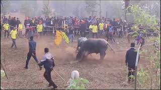 मरगर रड झज मयकल Vs रज दपल वन मयकल