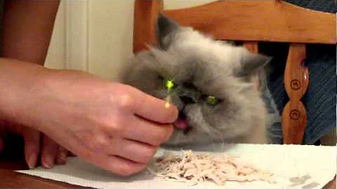 Video 6751851: himalayan male cat, cat vs chicken