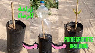 كيفية زراعة شجرة الرمان من العقل بكل سهولة | زراعة اقلام الرمان growing pomegranate from cuttings