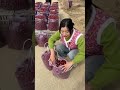 #HappyRuralHarvestSeason#shortvideo