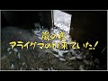 嵐の夜、アライグマが来ていた！