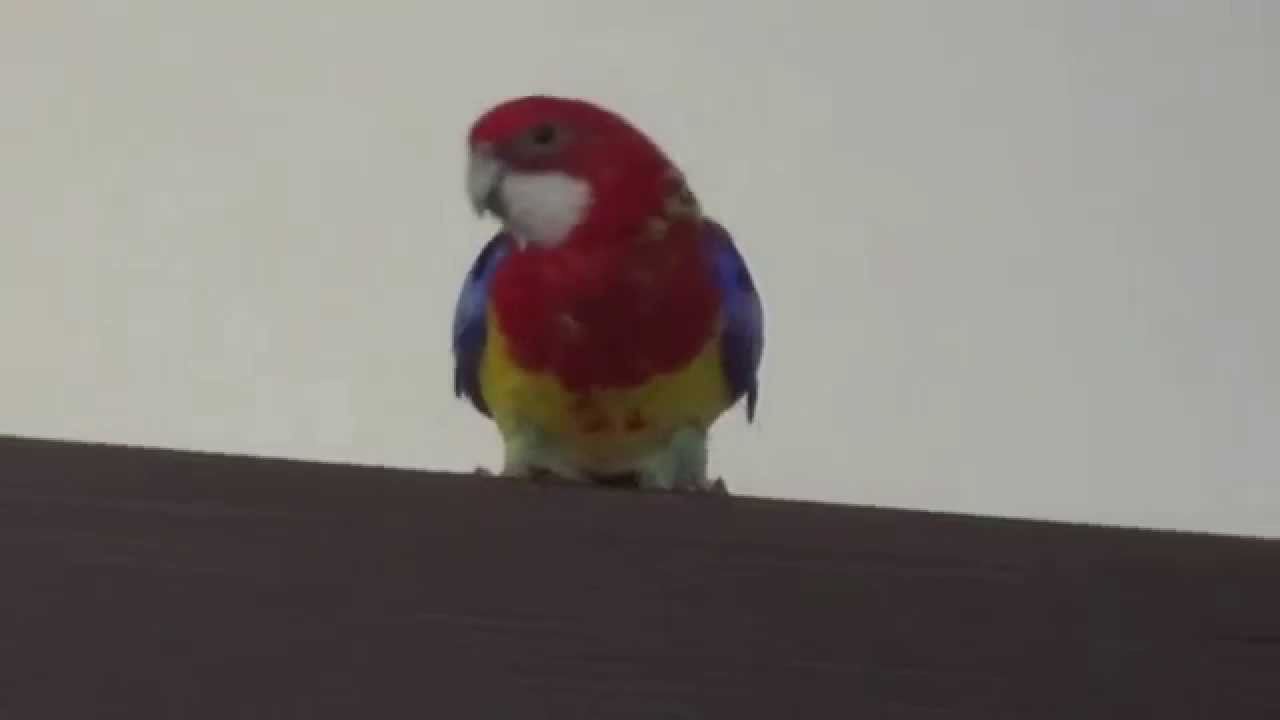 My Rosella Parrot sing Every Man Gets His Wish - Lana del Rey