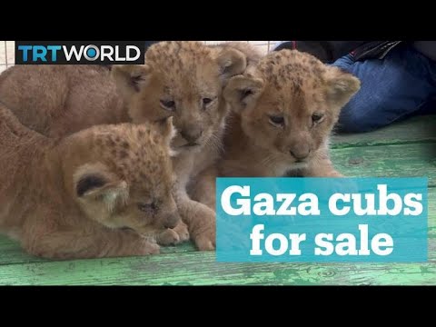 Cubs for sale by Gaza zookeeper