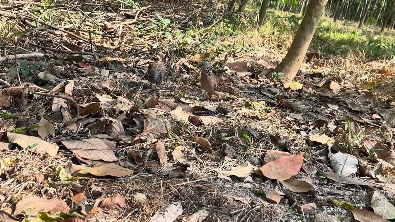 Clip 49. Mở màn khai xuân 2026