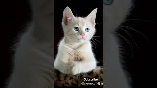 Download Lagu Dudi dudi dam dam #cute #cat #dudidamdam #cute #cat #feedshorts #cute #dubidubidu MP3