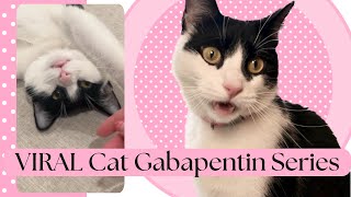 VIRAL Gabapentin Cat TikTok Video - And Follow Up Videos - Agnes The Tuxedo. -Tuxedo Cat - Cute Cat
