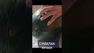 СУМАЛАКГИМИЗ ТАЁР БУЛД