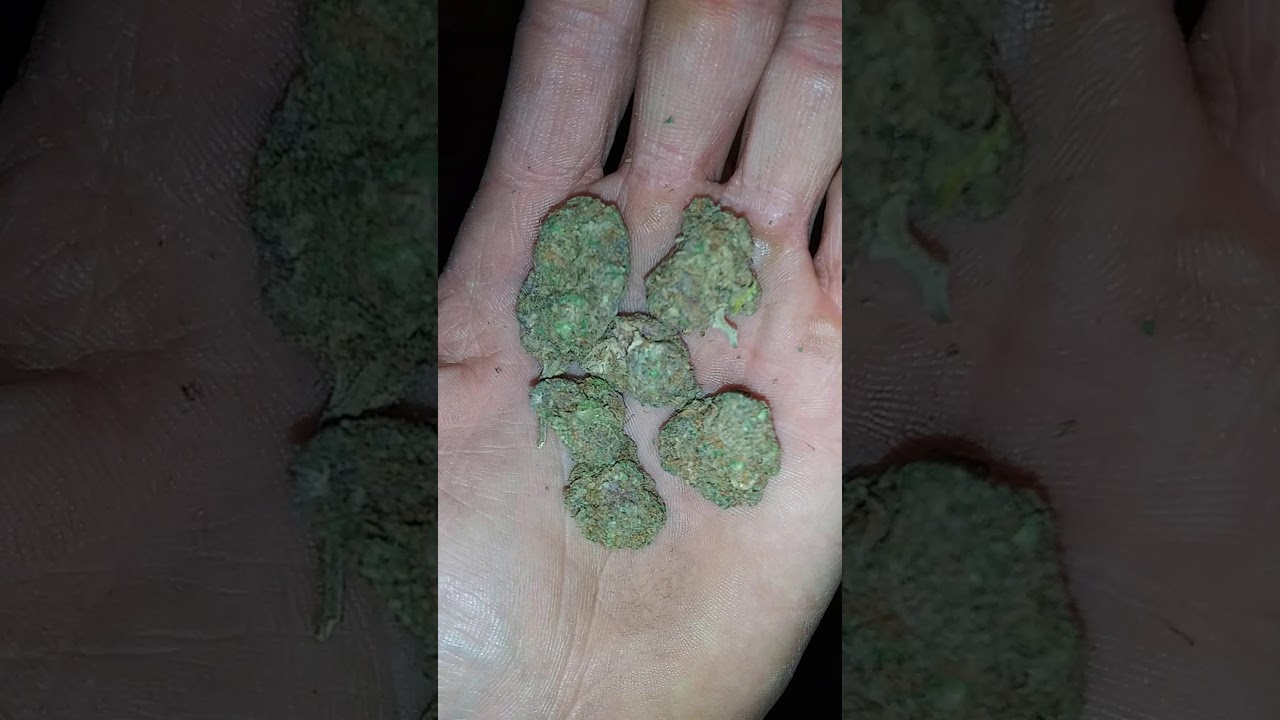 Some loud ass gas. JOKES UP! RUNTZ.. 