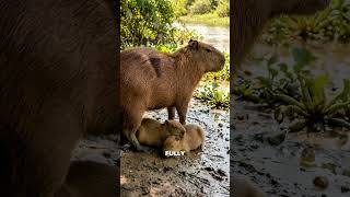 The Animal Where Every Mother Raises Every Baby