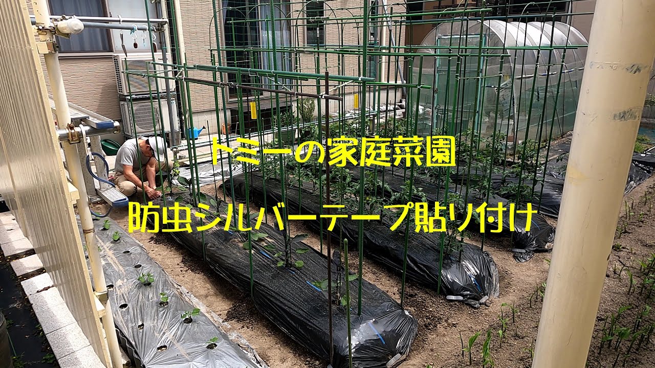 トミーの家庭菜園 防虫シルバーテープ貼り付け 17 F10 21 5 15 Youtube