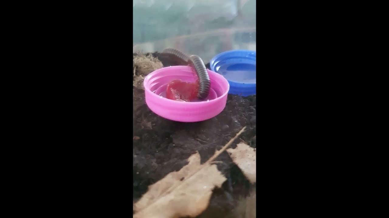 American Giant Millipede Loves Cherry! 🍒