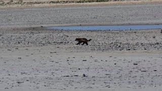 Rare wolverine spotted on Antelope Island