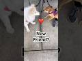 My Wolf Dog Meets a 4-Month-Old Rescue Puppy 🐺🐶