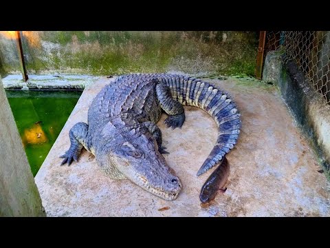 Video Cho cá sấu ăn và thăm bạn rùa - youtube