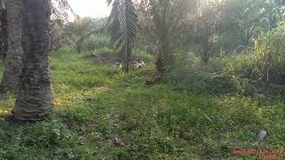 Pikat Ayam Hutan Matpet Jr