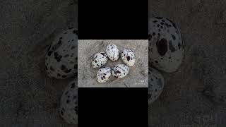 How Do Black Schemers Hide Their Eggs?