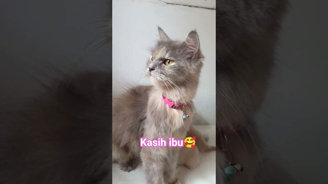 WHAT ARE YOU DOING😹