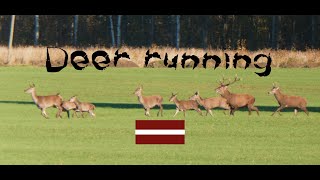wild deer running