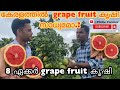 Grape fruit  8  