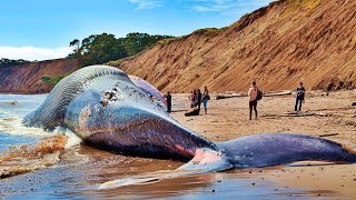 أكبر حوت في العالم علي وشك الإنقراض قطعة ذهب ضخمة في بطن الحوت
