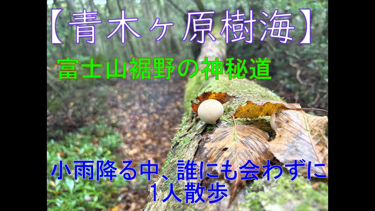 【青木ヶ原樹海】一度行ってみたかった「富士山裾野」の樹海へ行ってみた・・・の記録
