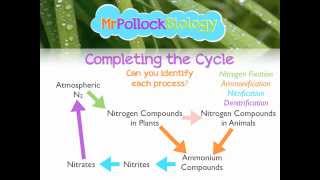 MrPollockBiology Q&A 2: Nitrogen Cycle