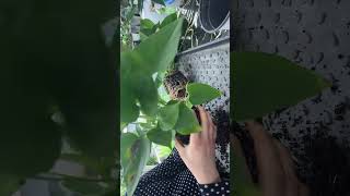 Размножение Антуриума