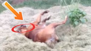 Boxer Dog Getting High on GRASS!! FUNNY!  BROCK THE BOXER DOGS by Brock the Boxer TV 21,877 views 9 years ago 1 minute, 8 seconds