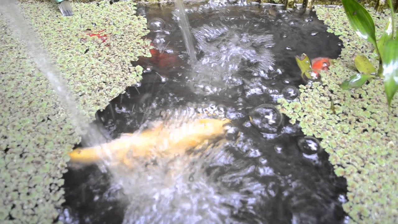 Koi Fish eating Azolla YouTube